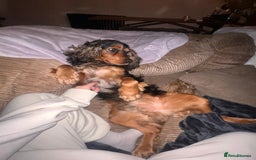Cocker Spaniel dogs for sale: Rocky - 4.5 year old cocker spaniel - Image 15