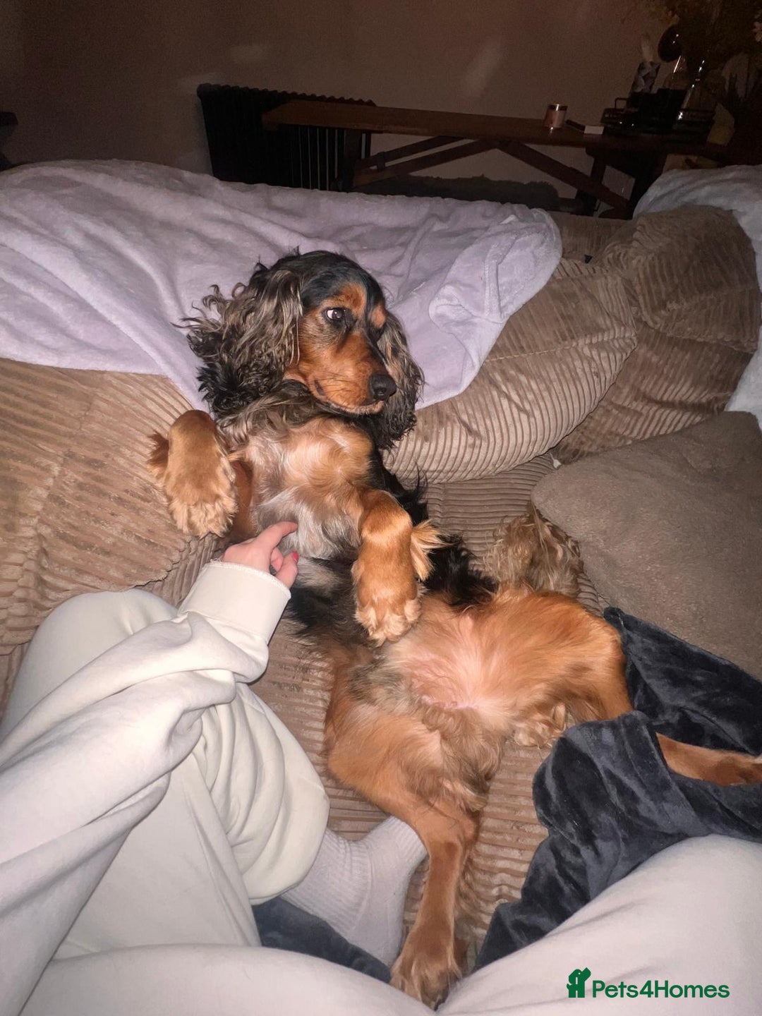 Cocker Spaniel dogs for sale: Rocky - 4.5 year old cocker spaniel - Image 15