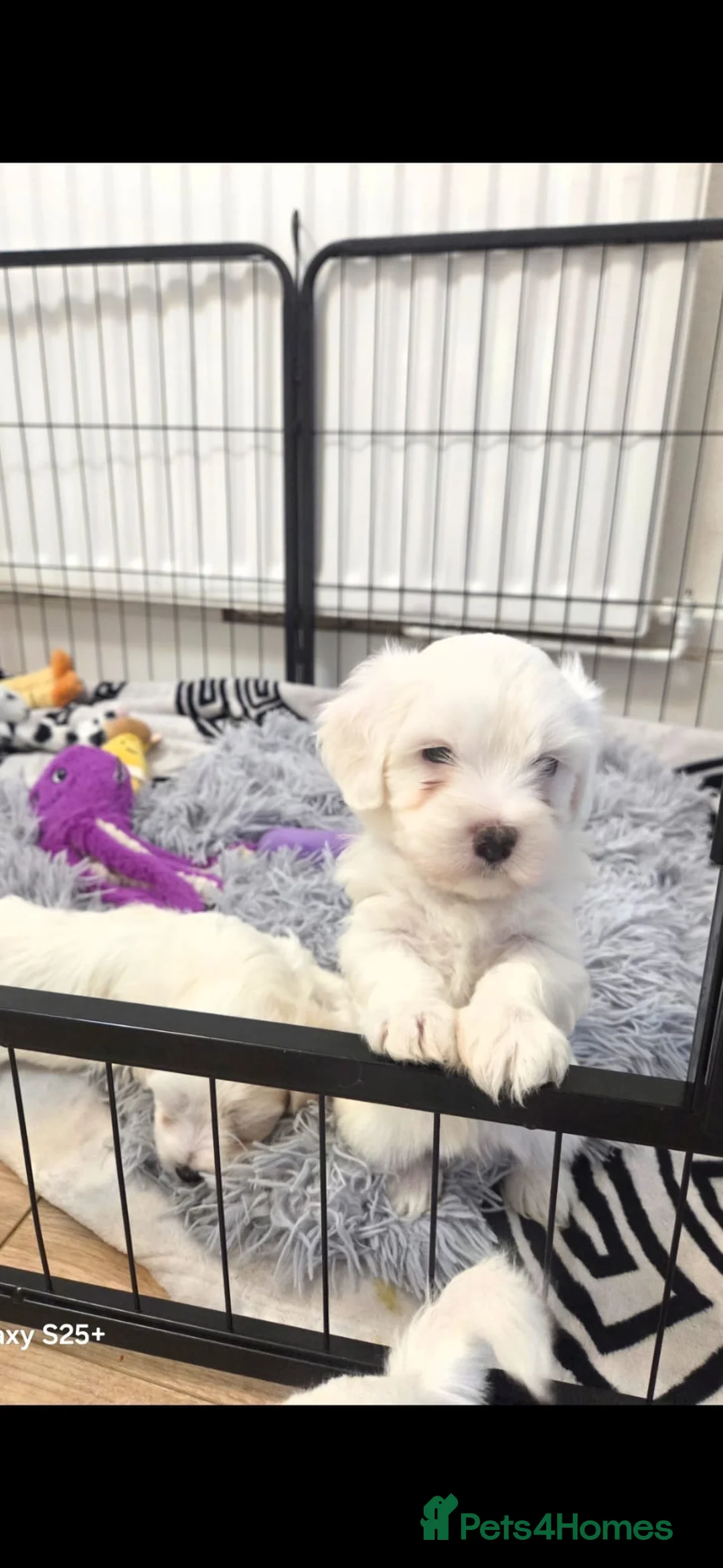 Bichon Frise dogs for sale: Sweet Little Puppies Looking for Loving Homes 💕 - Advert 4