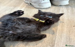 Mixed Breed cats for sale: 5 beautiful mix bread ragdoll fluffy kittens  - Image 11