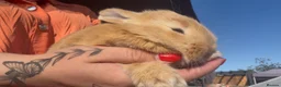 Mixed Breed rabbits for sale: Continental giants x French lop  - Advert 5