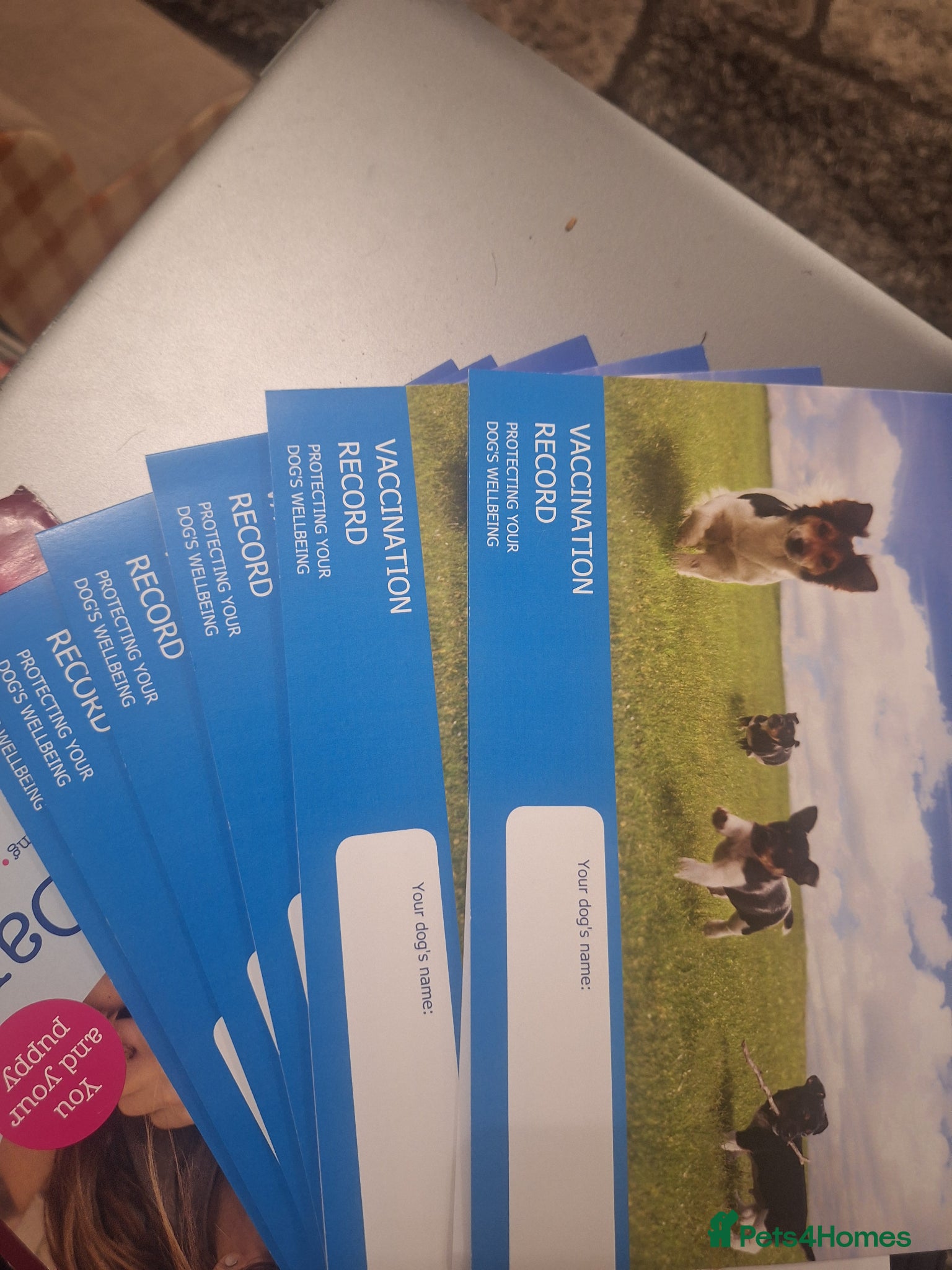 Miniature Dachshund dogs Rare rainbow litter - Advert 2