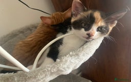 British Shorthair cats for sale: Beautiful Ginger, calico and tuxedo kittens - Image 4