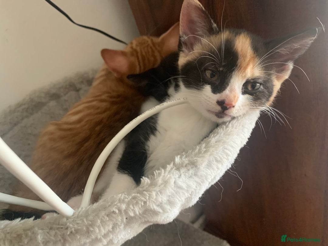 British Shorthair cats for sale: Beautiful Ginger, calico and tuxedo kittens - Image 4