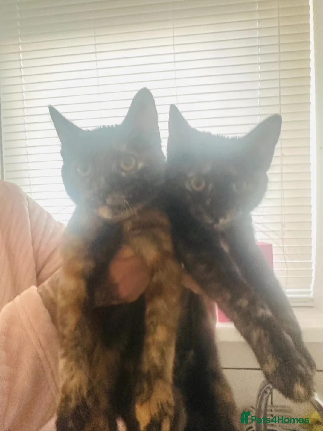 Mixed Breed cats for sale: Two sisters  - Advert 3