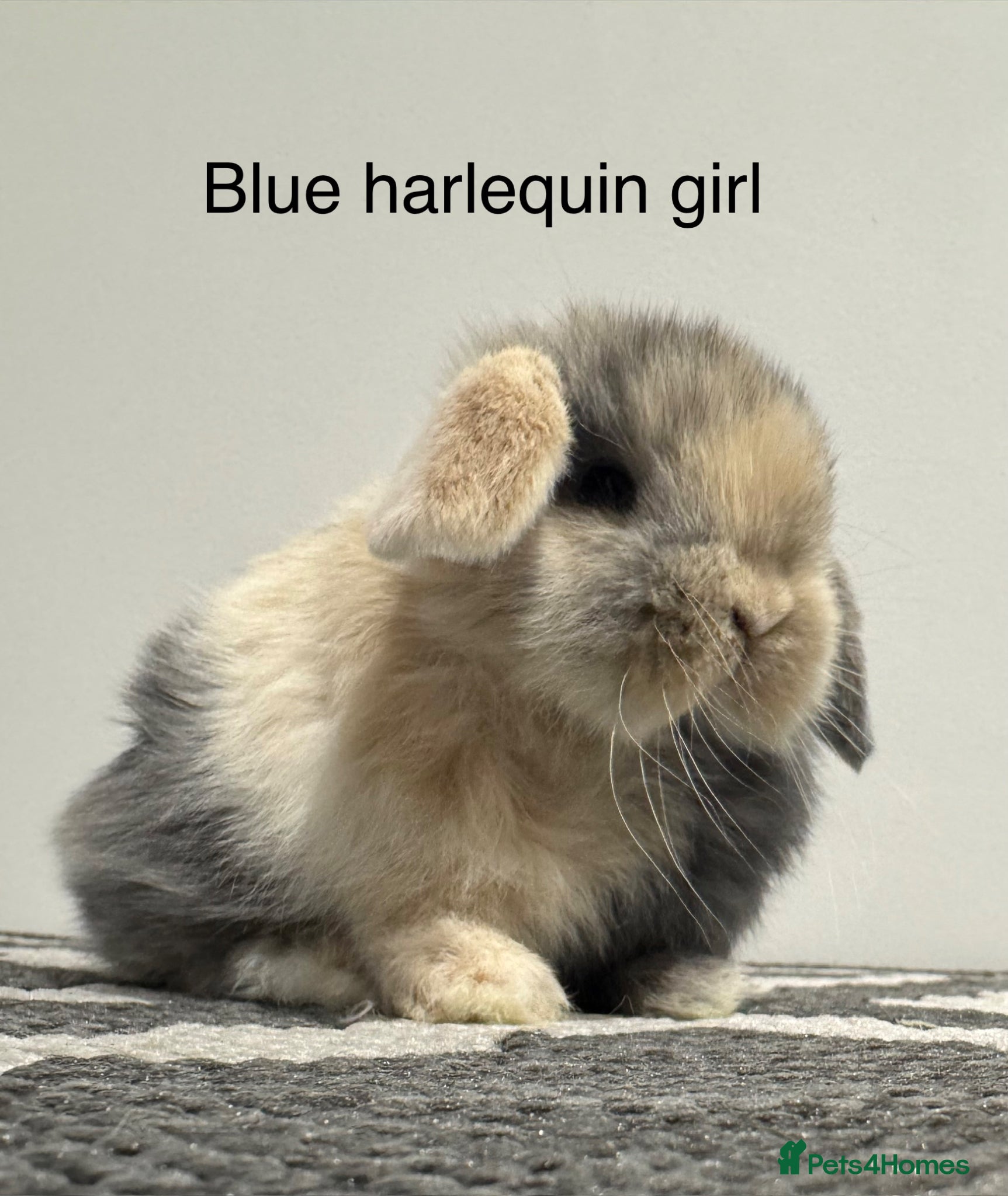 Mini Lop rabbits ⭐️mini lops ready to reserve⭐️ - Advert 1