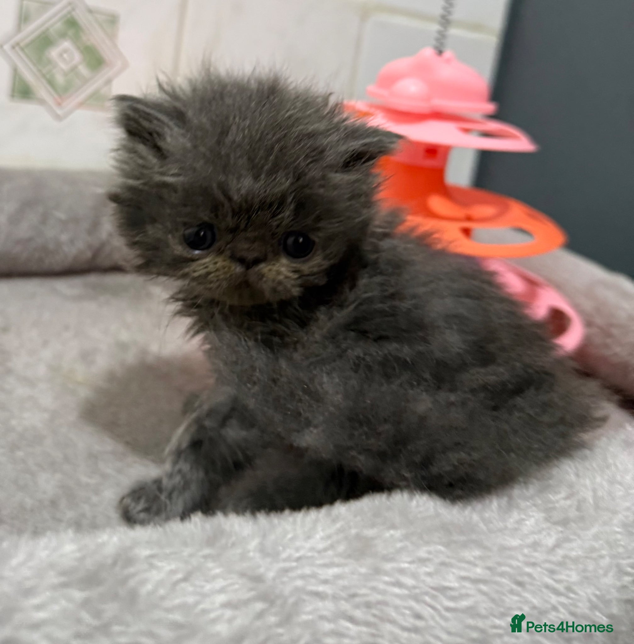 Persian cats Solid blue Persian kitten  - Advert 1