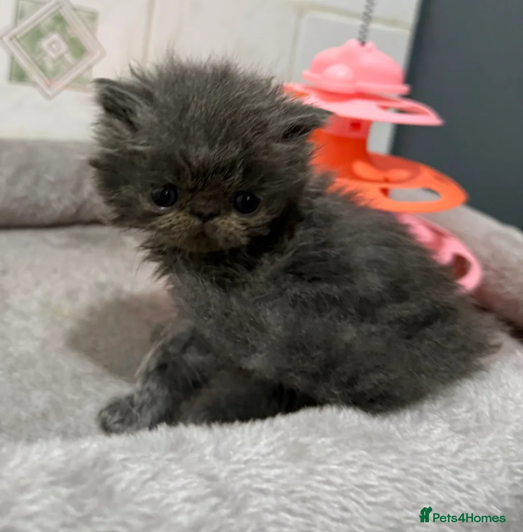 Persian cats for sale: Solid blue Persian kitten  - Advert 1