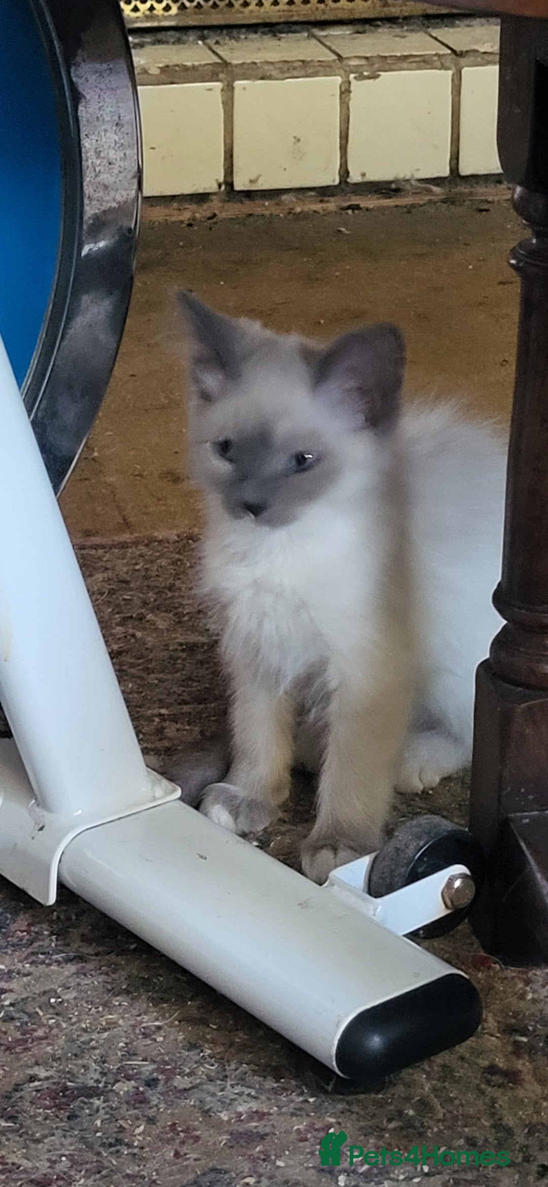 Siberian cats for sale: ADORABLE NEVA MASQUERADE KITTENS - Image 3