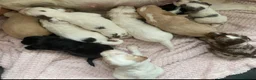 Cocker Spaniel dogs for sale: Beautiful Cocker Spaniels  - Advert 2