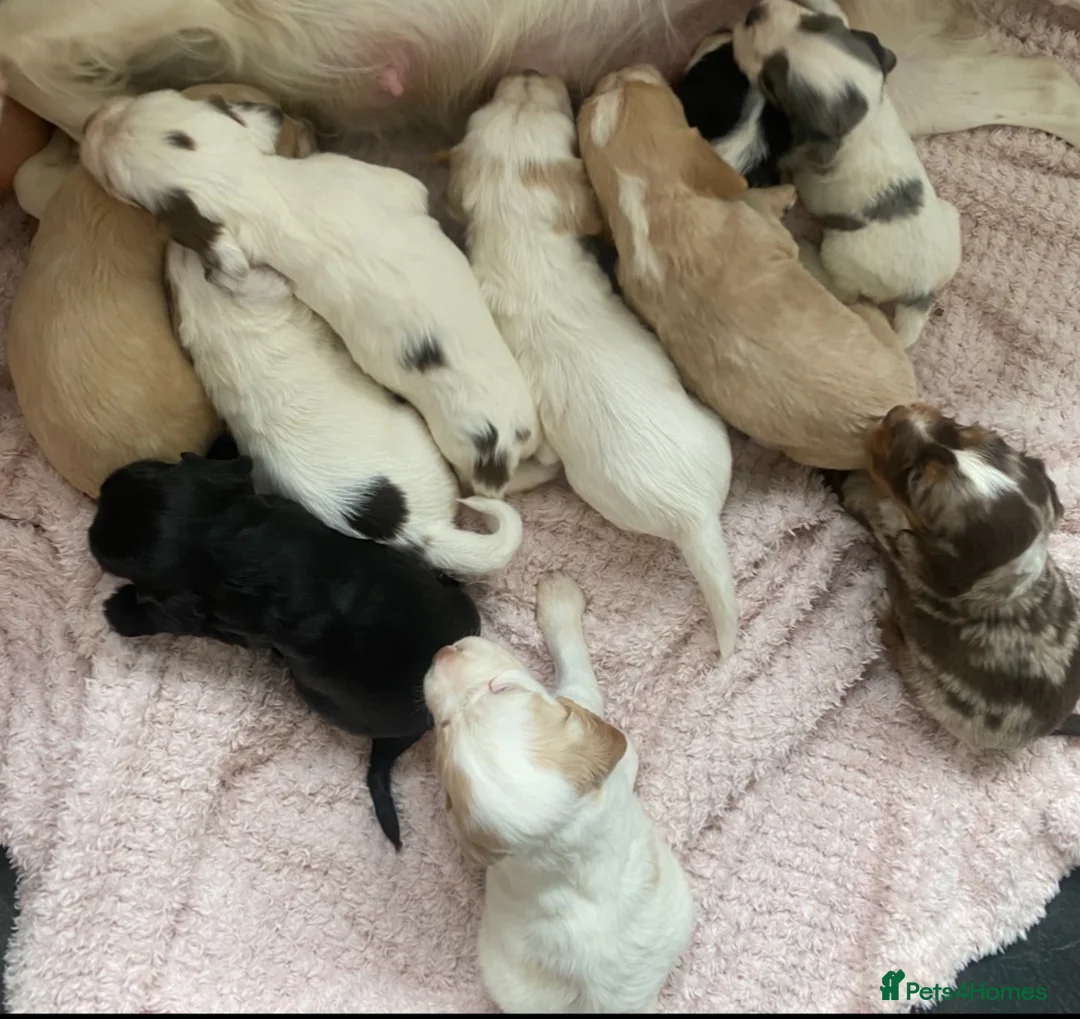 Cocker Spaniel dogs for sale: Beautiful Cocker Spaniels  - Advert 2