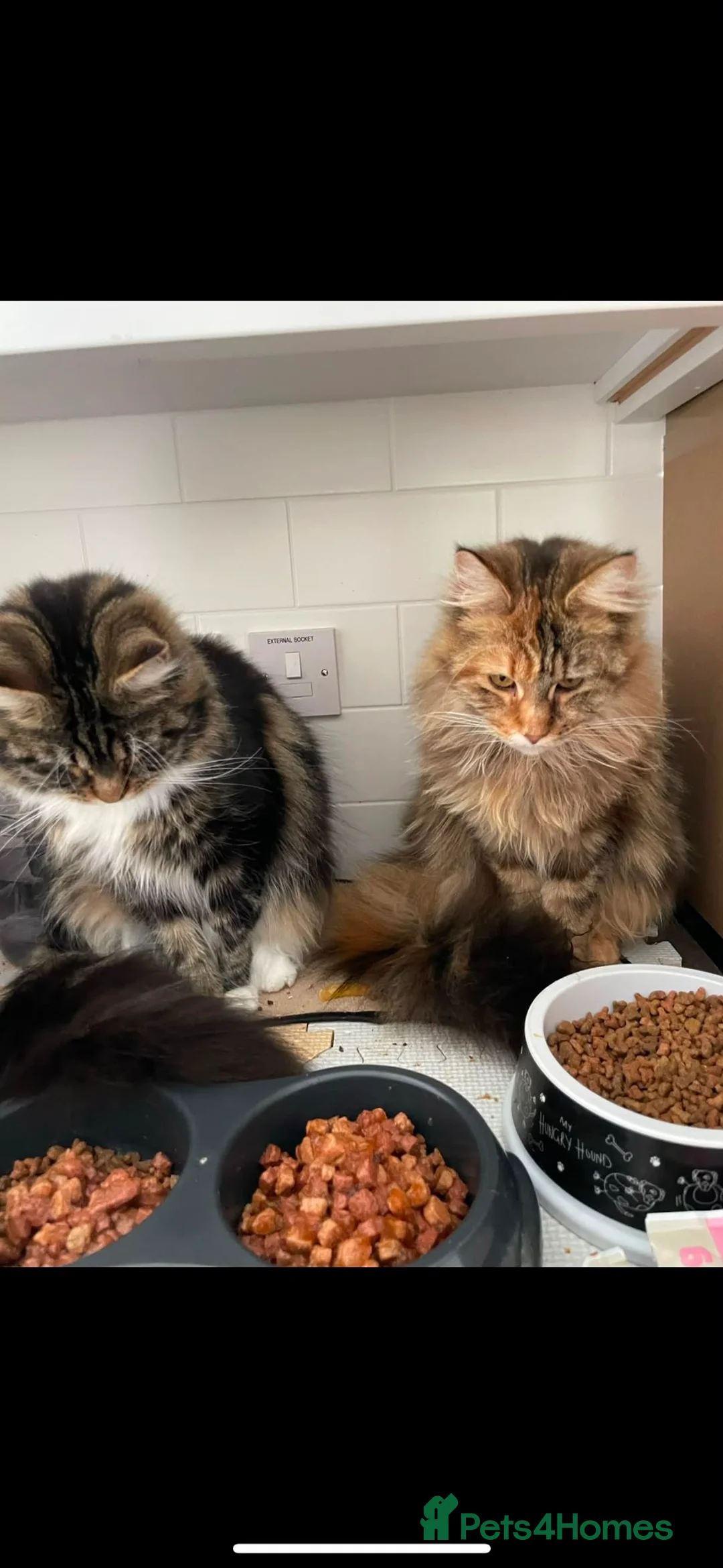 Maine Coon cats for sale: Maine coon kittens - Advert 7