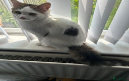 Mixed Breed cats for sale: White and tabby male 1 year old  - Image 2