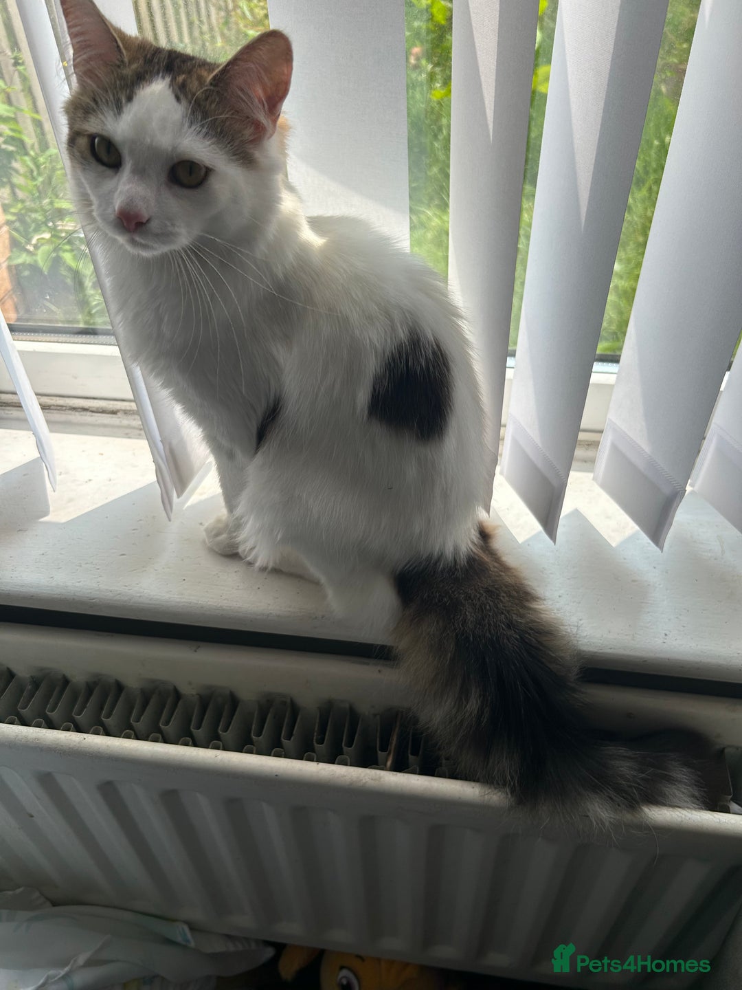 Mixed Breed cats for sale: White and tabby male 1 year old  - Image 2