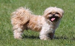 Shih Tzu dogs for stud: Jasper fully KC Registered  in York - Image 4