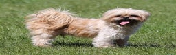 Shih Tzu dogs for stud: Jasper fully KC Registered  in York - Advert 4
