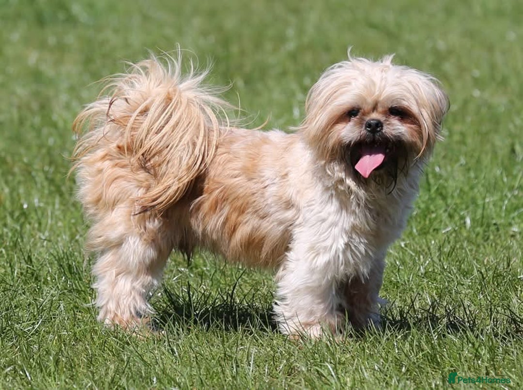 Shih Tzu dogs for stud: Jasper fully KC Registered  in York - Image 4