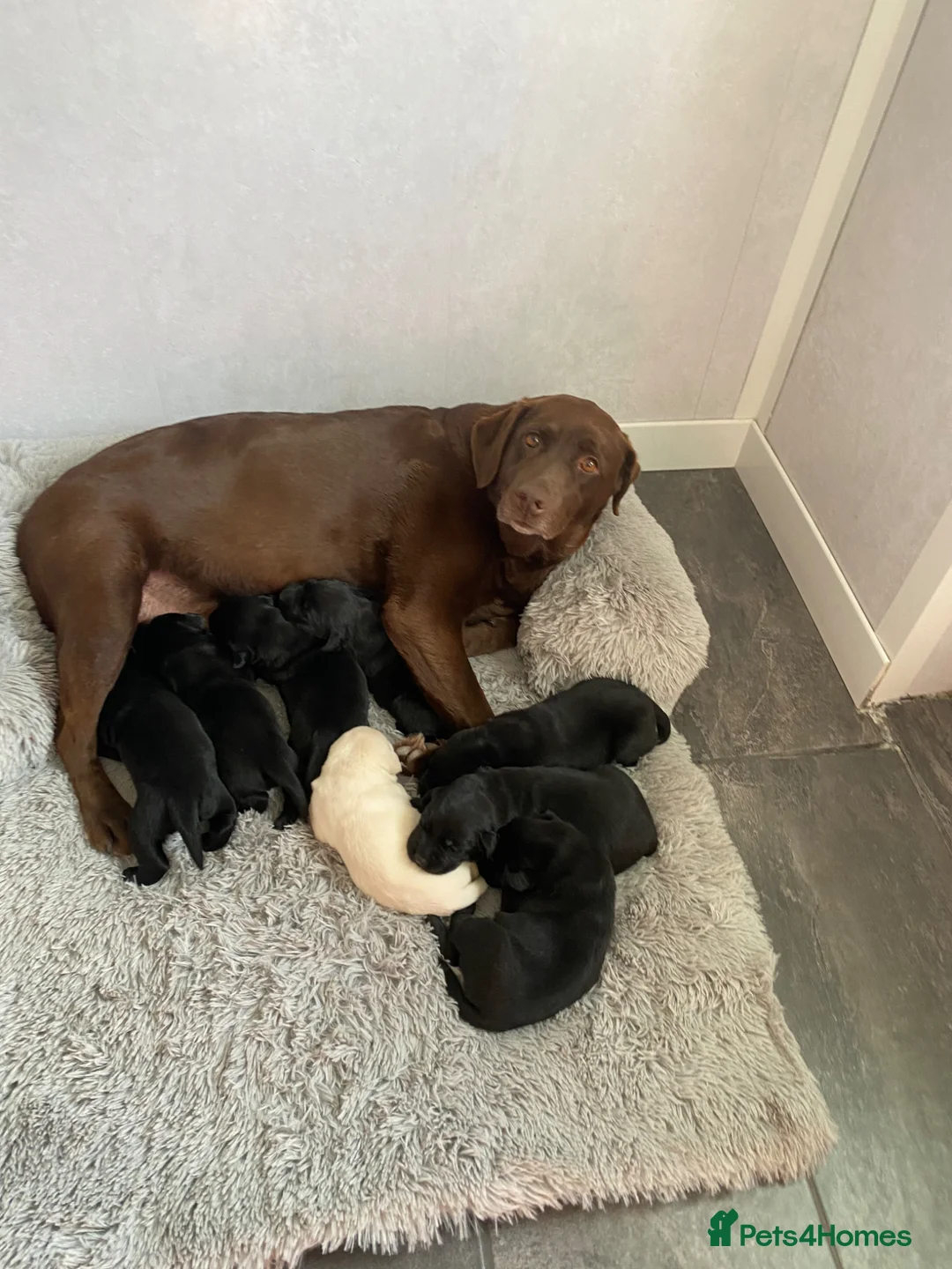 Labrador Retriever dogs for sale: Stunning Labrador puppies - Advert 3