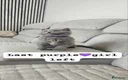 British Shorthair cats for sale: GCCF Registered Pure british shorthair kittens 😸  - Image 1