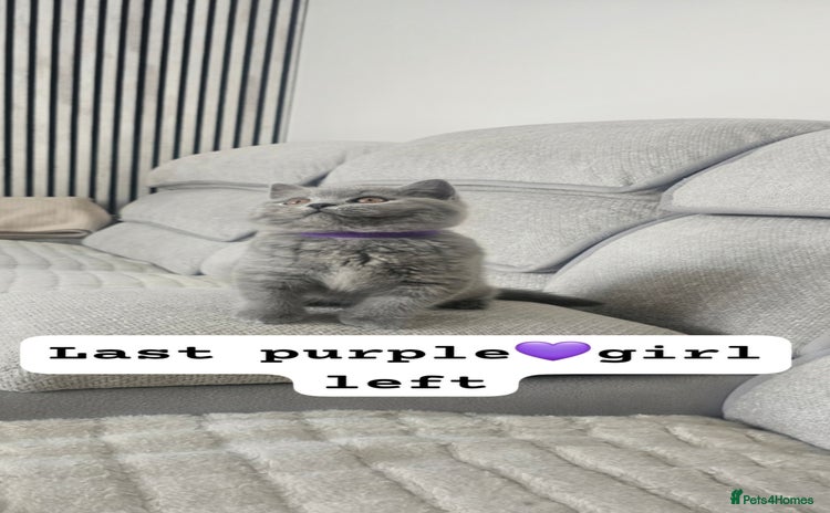 British Shorthair cats - Advert 8