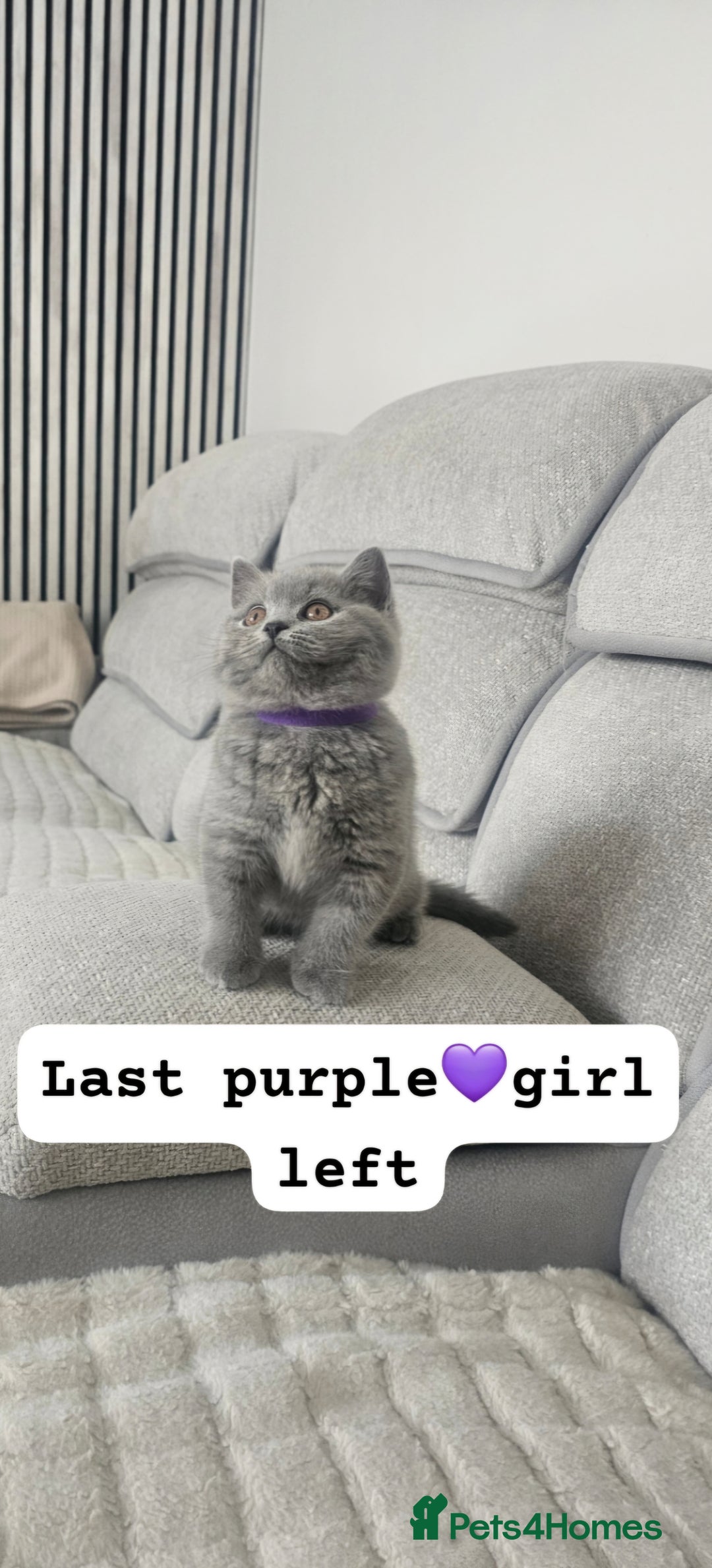 British Shorthair cats for sale: GCCF Registered Pure british shorthair kittens 😸  - Image 1
