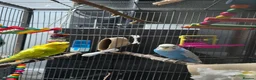 Budgerigars birds for sale: Budgies for sale in Mansfield - Advert 4