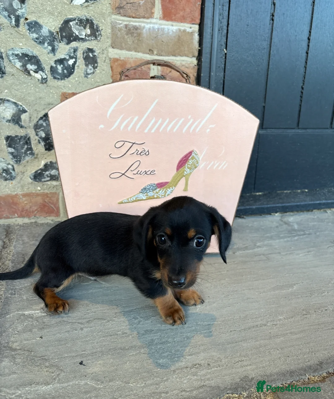 Jackshund dogs for sale: Darren the Daxijack  - Advert 1