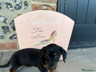 Jackshund dogs Darren the Daxijack - Advert 2