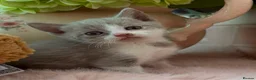 Scottish Fold cats for sale: Stunning Scottish fold & Selkirk Rex kitten  - Advert 13