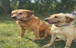 Labrador Retriever dogs for sale: Stunning Working bred yellow Labs Raised in home - Image 5