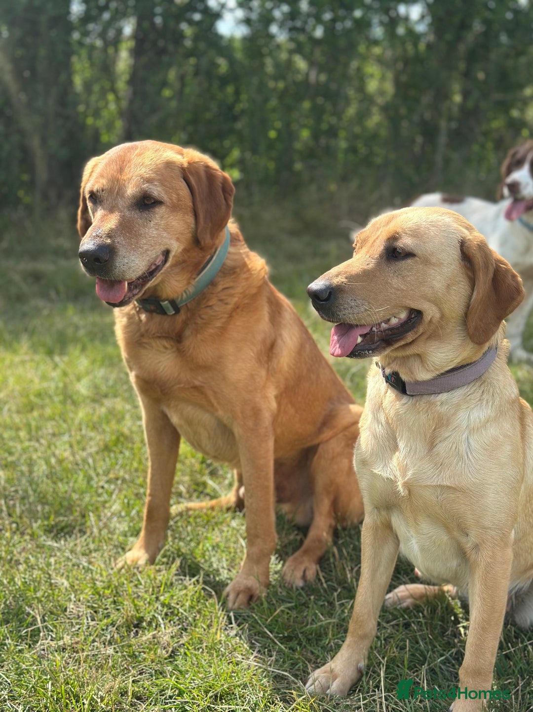 Labrador Retriever dogs for sale: Stunning Working bred yellow Labs Raised in home - Image 5