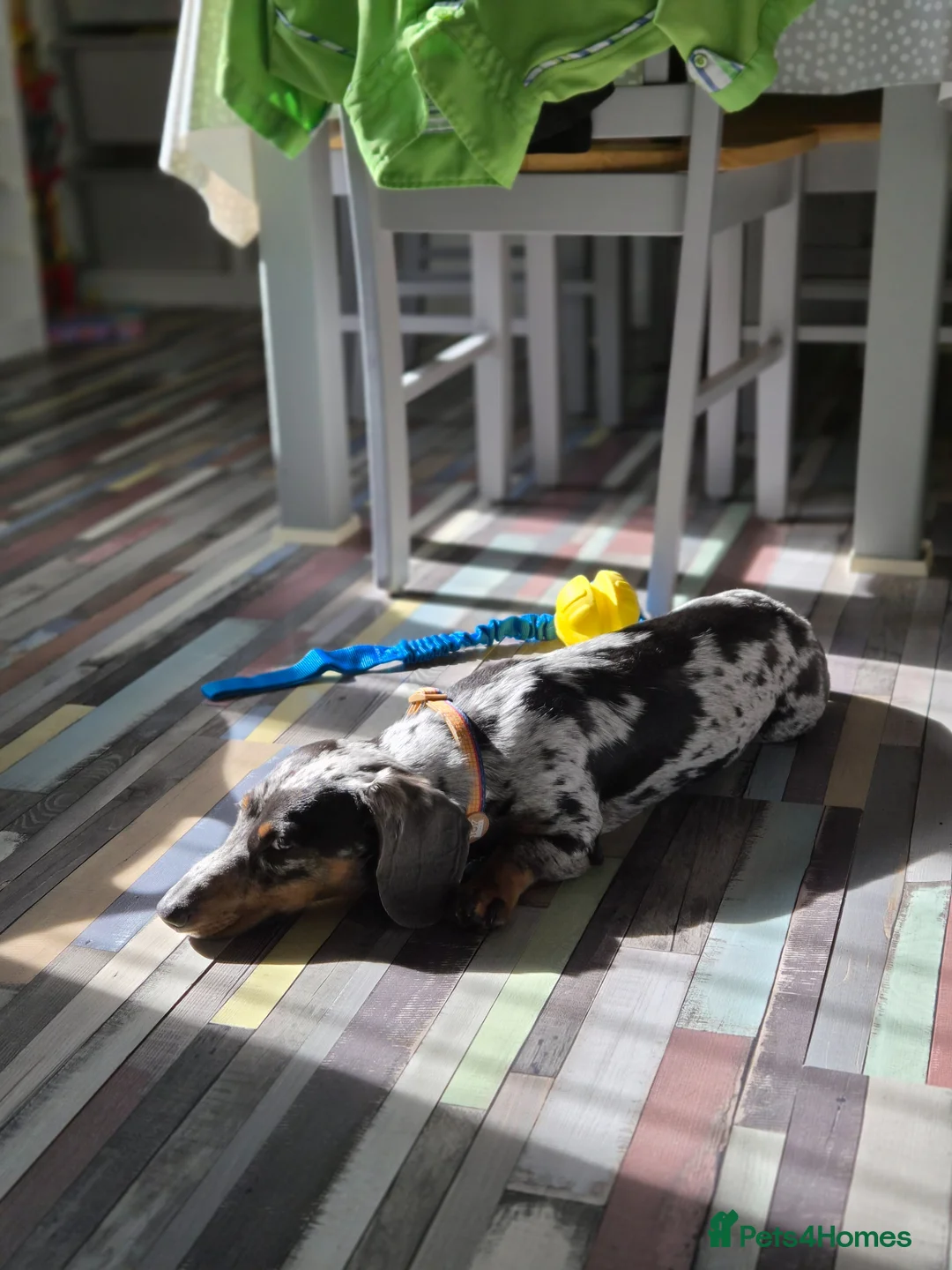 Miniature Dachshund dogs for sale: Sad Sale..please no judgement. - Advert 2
