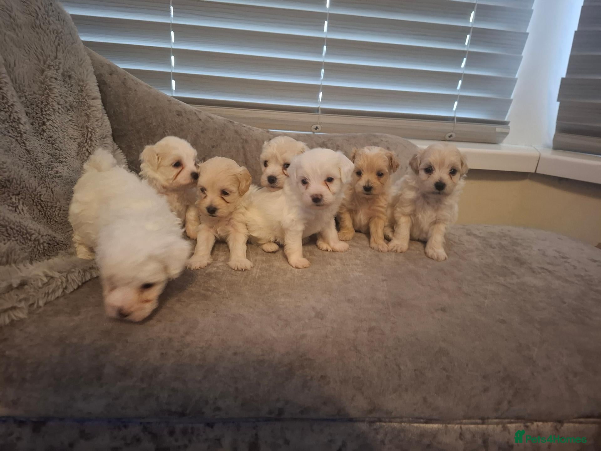 Maltipoo dogs for sale: Maltipoo puppies  - Advert 1