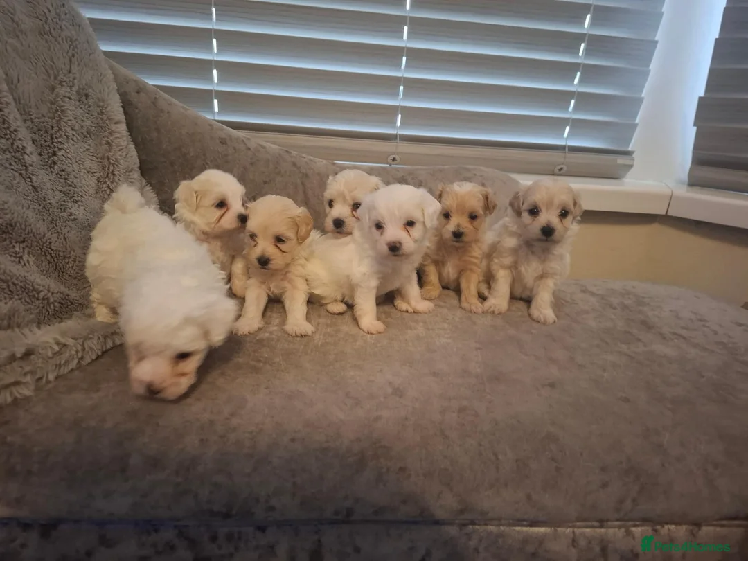 Maltipoo dogs for sale: Maltipoo puppies  - Advert 1