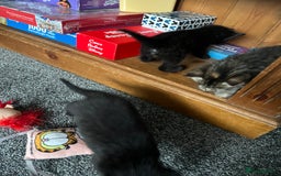 Bengal cats for sale: Bengal x kittens - Image 4