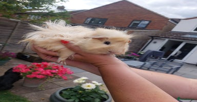 Guinea Pig rodents - Advert 4