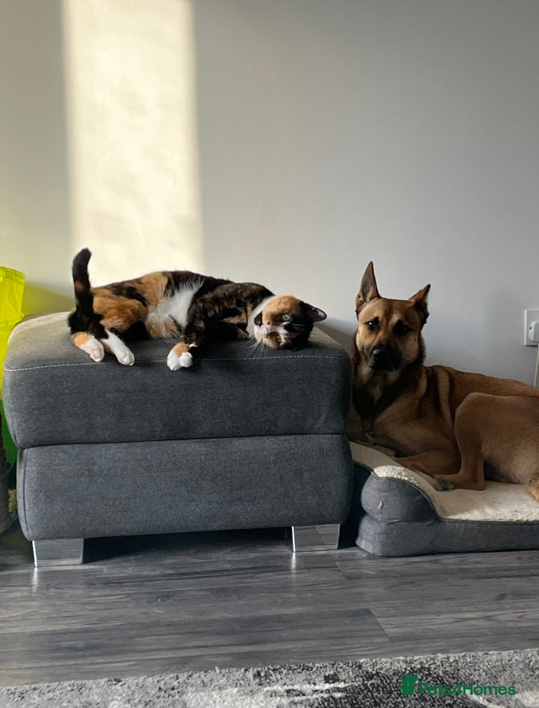 Mixed Breed cats for sale: Tortoise Shell Cat needs new home  - Advert 4