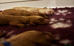 Cavapoo dogs for sale: Beautiful F1B Cavapoo puppies - Advert 11