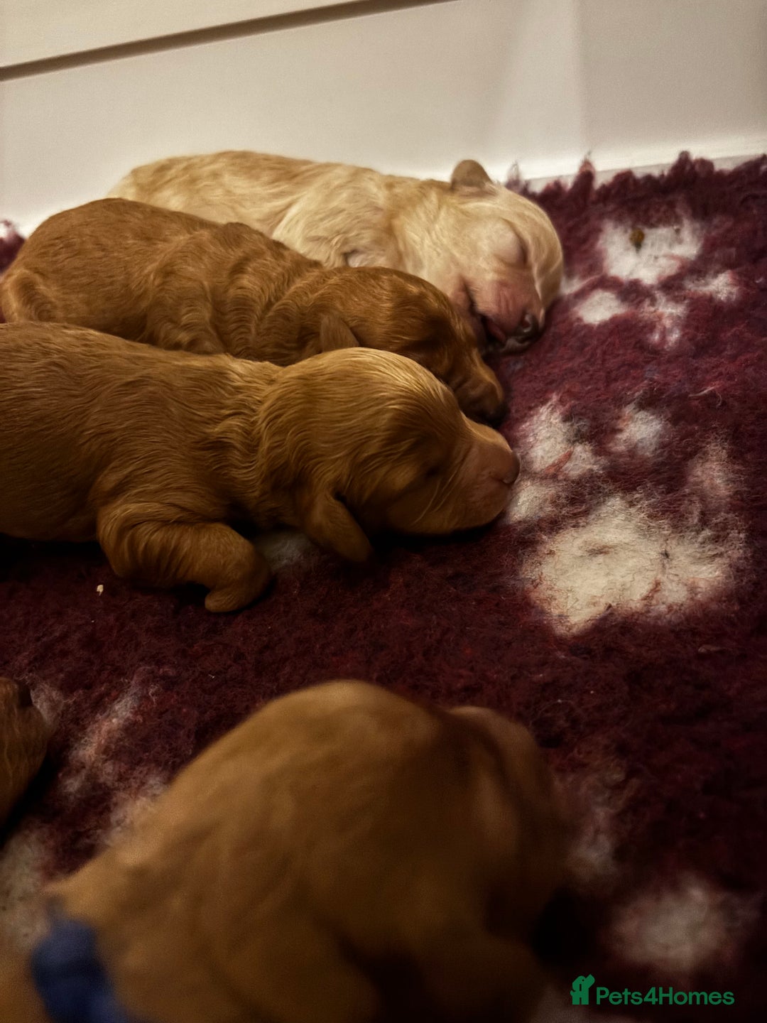 Cavapoo dogs for sale: Beautiful F1B Cavapoo puppies - Advert 11