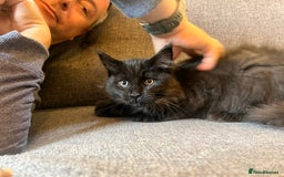 Maine Coon cats for sale: Purebred Maine Coon Male Kittens. Blue,Tabby,Black - Image 6