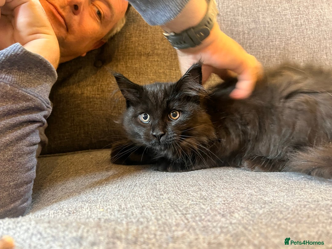 Maine Coon cats for sale: Purebred Maine Coon Male Kittens. Blue,Tabby,Black - Image 6