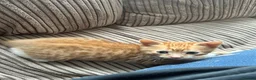 Mixed Breed cats for sale: Two male mixed breed kittens available  in Bolton - Advert 2