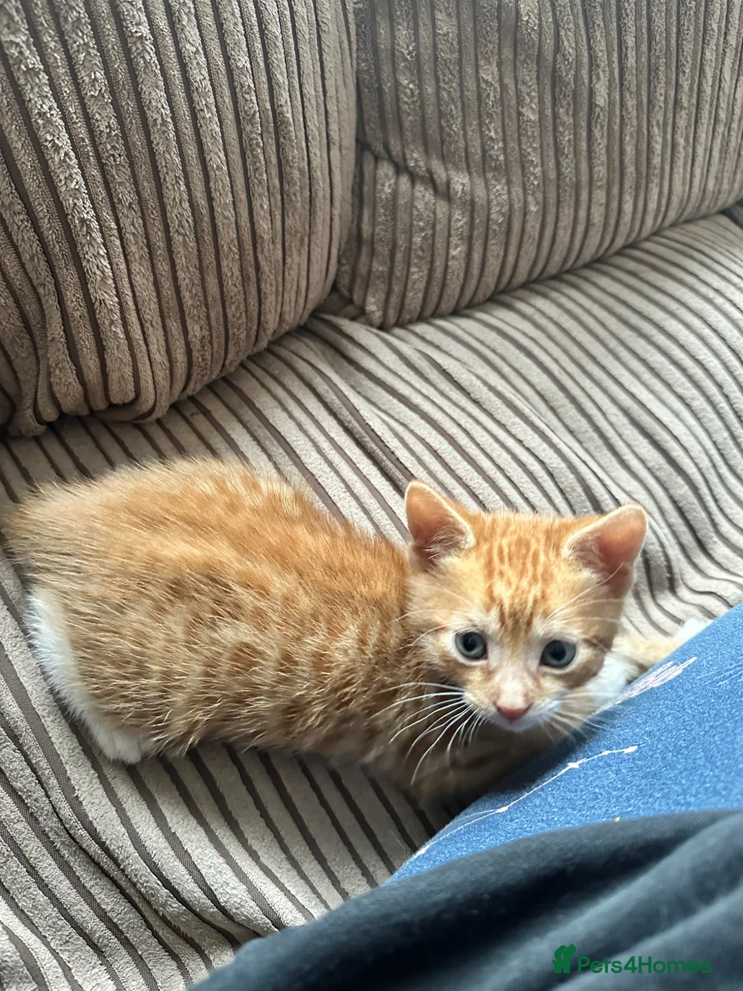 Mixed Breed cats for sale: Two male mixed breed kittens available  in Bolton - Advert 2