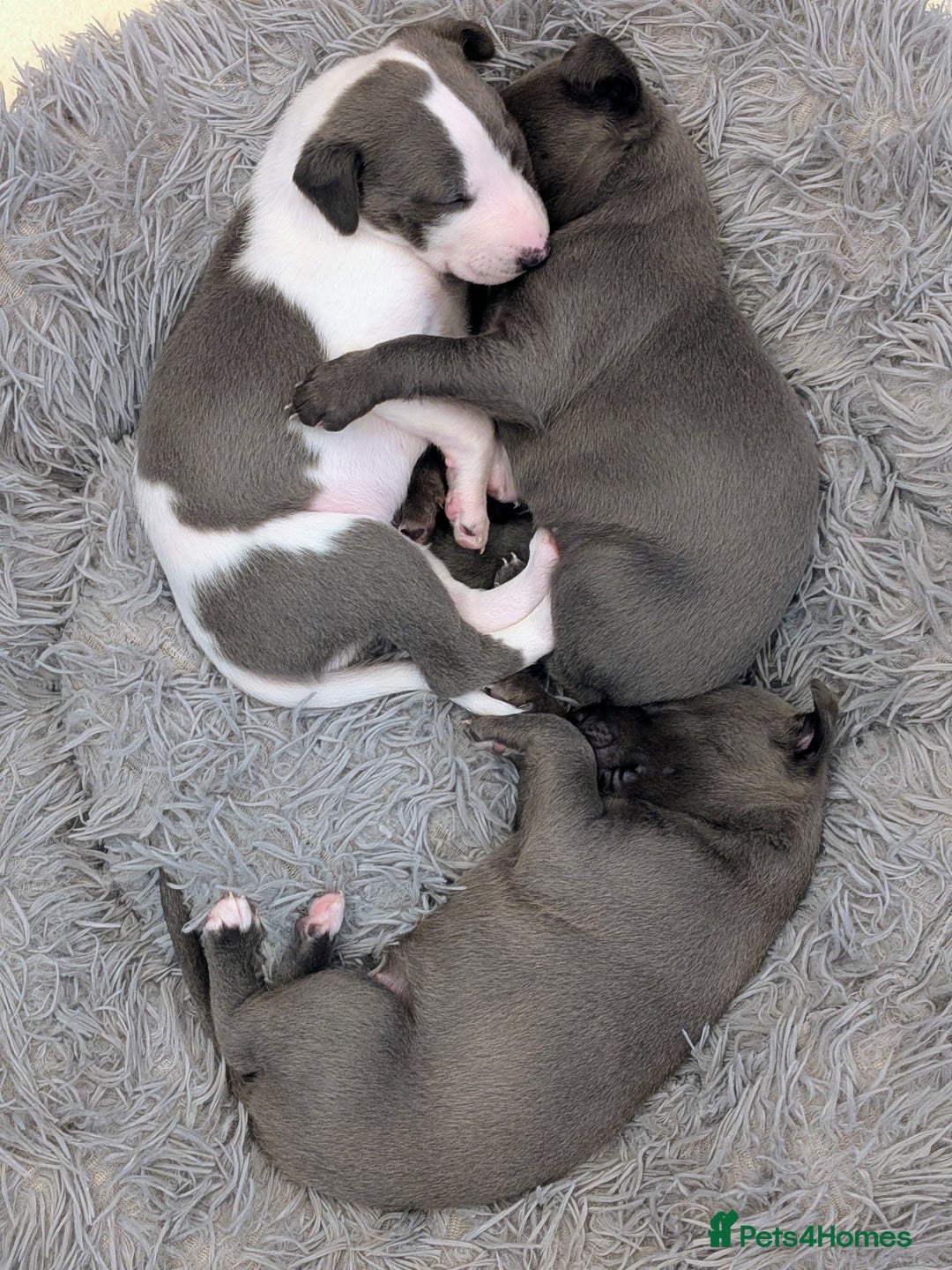Whippet dogs for sale: Litter of 3 beautiful KC Whippets, Sheffield  - Advert 7