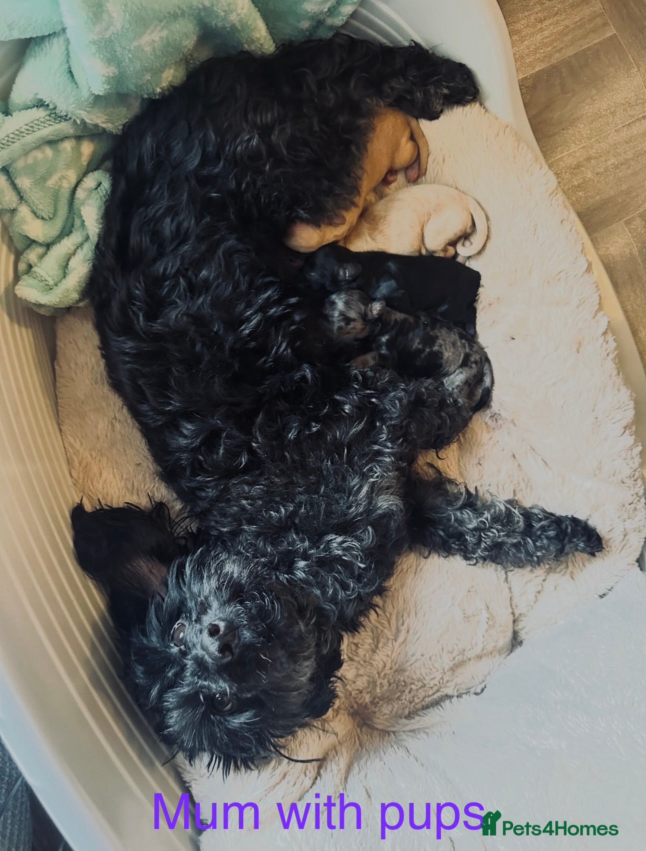 Doxiepoo dogs 4 Beautiful Doxiepoo Puppies - Advert 1