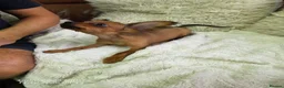 Russian Toy Terrier dogs for sale: Russian Toy  - Advert 9
