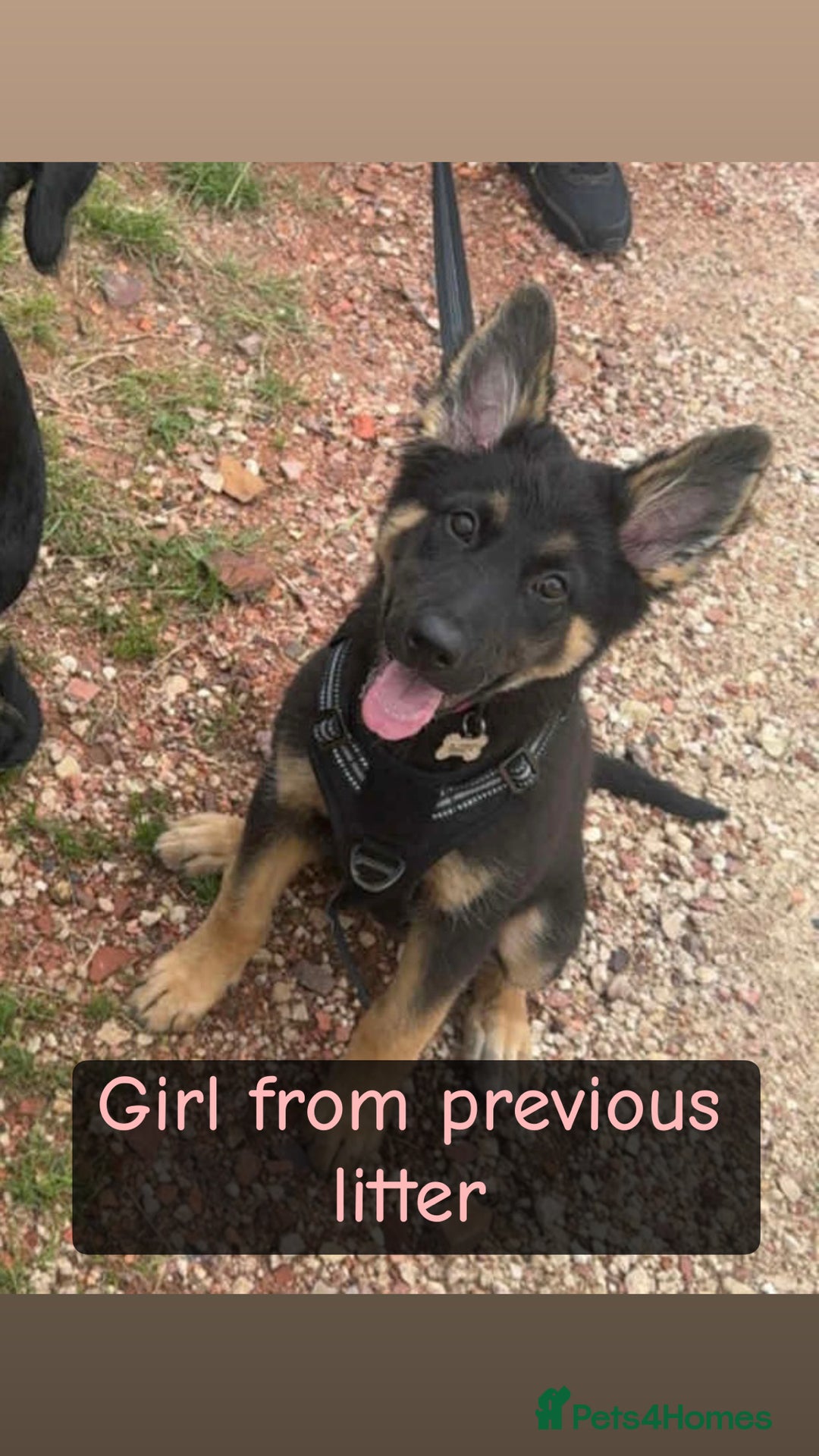 Shepsky dogs for sale: 9 beautiful Shepsky puppies in Doncaster - Advert 16