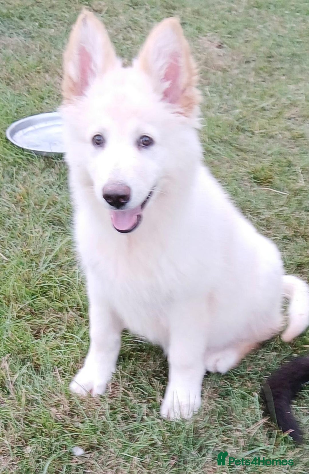 German Shepherd dogs for sale: Ready Now Beautiful Big Long Coated GSD Puppies - Image 2