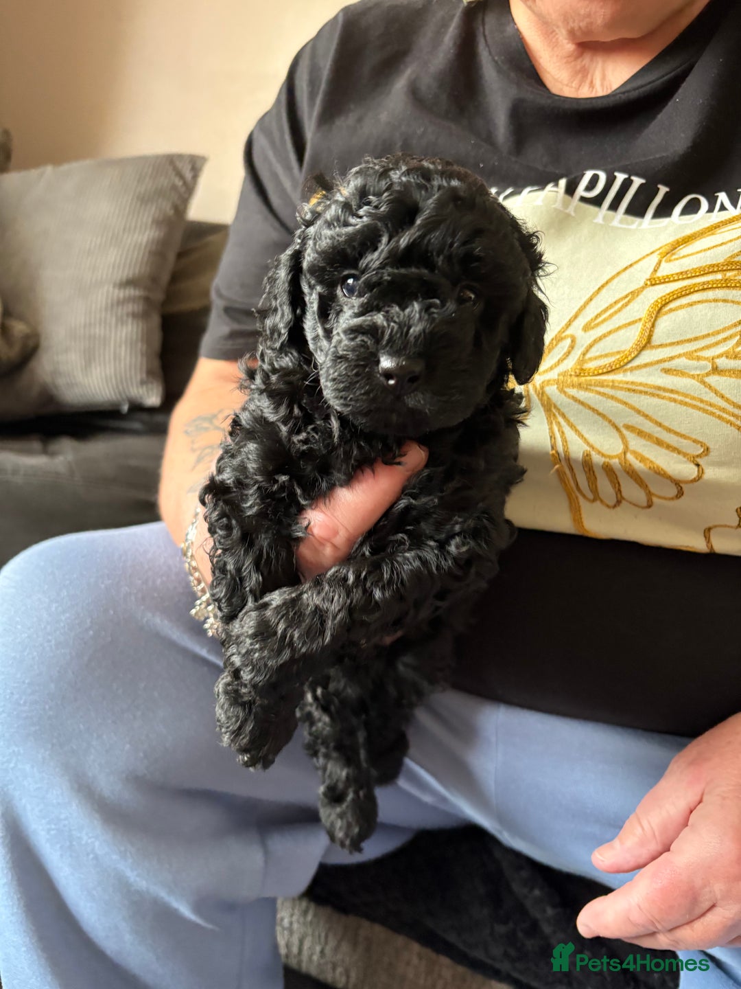 Toy Poodle dogs for sale: Toy poodle puppies for sale - Image 10