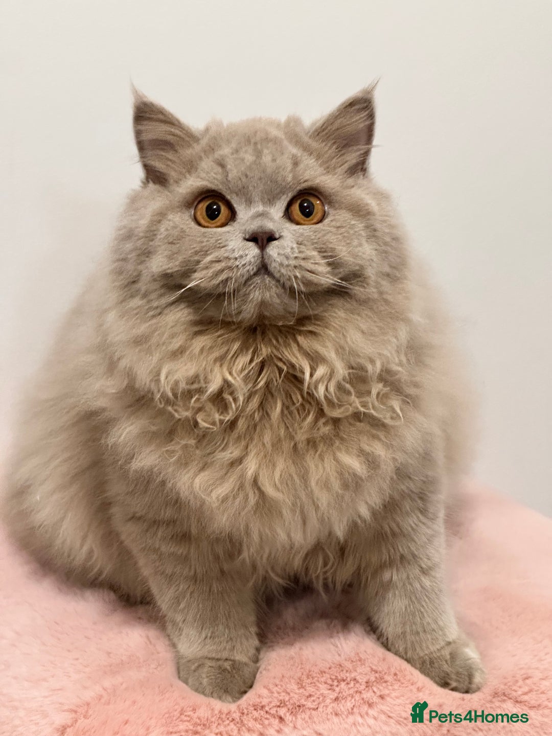 British Longhair cats for sale: Ready 🐻British Longhair chunky kittens💎🧸 - Advert 1